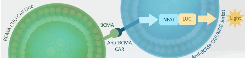 Figure 4. Functional luciferase assay to test the specificity and potency of anti-BCMA scFv CAR/Jurkat NFAT reporter cell line using BCMA/CHO target cells co-culture: