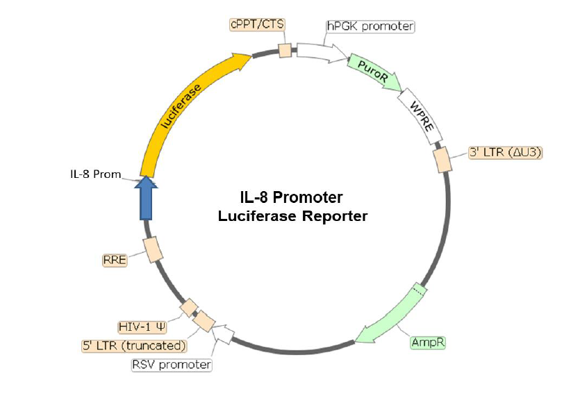 Figure 1. Schematic of the lenti-vector used to generate the IL-8 promoter luciferase reporter lentivirus