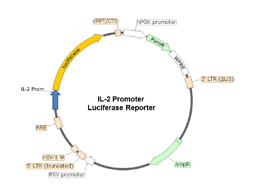 Schematic of the lenti-vector used to generate the IL-2 promoter luciferase reporter lentivirus