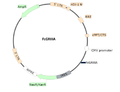Figure 1. Schematic of the lenti-vector used to generate the FcGRIIIA lentivirus
