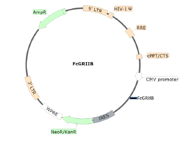 Figure 1. Schematic of the lenti-vector used to generate the FcGRIIB lentivirus