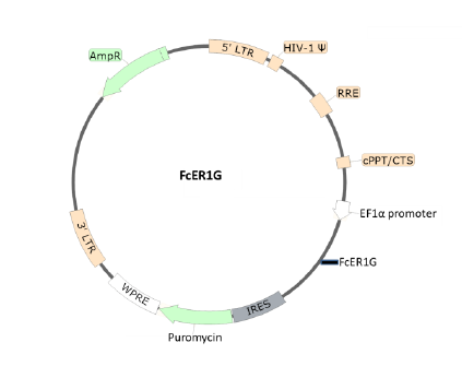 Figure 1. Schematic of the lenti-vector used to generate the FcER1G lentivirus