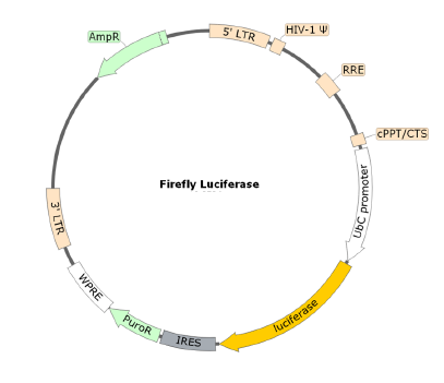 Figure 1. Schematic of the lenti-vector used to generate the firefly luciferase lentivirus
