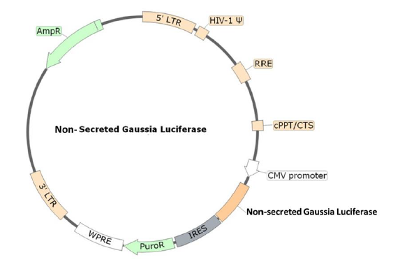 Figure 1. Schematic of the lenti-vector used to generate the Non-secreted Gaussia Luciferase Lentivirus