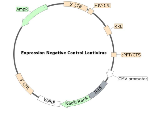 Figure 1. Schematic of the lenti-vector used to generate the Expression Negative Control Lentivirus (G418)
