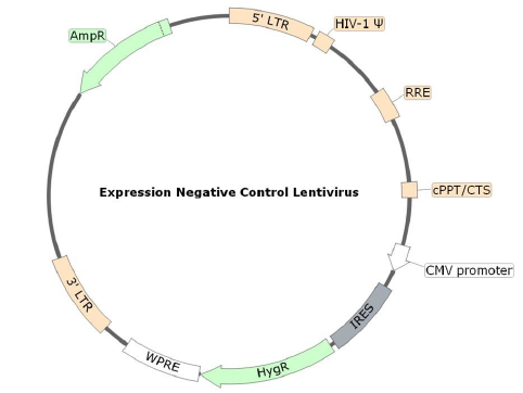 Figure 1. Schematic of the lenti-vector used to generate the Expression Negative Control Lentivirus (Hygromycin)