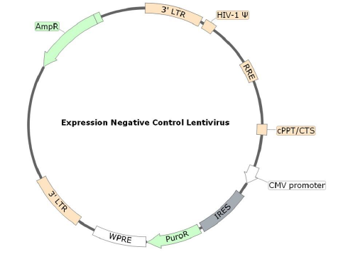 Figure 1. Schematic of the lenti-vector used to generate the Expression Negative Control Lentivirus (Puromycin)