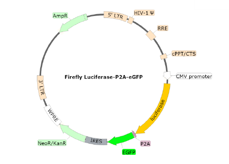 Figure 1. Schematic of lenti-vector used to generate the firefly luciferase-eGFP lentivirus