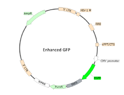 Figure 1. Schematic of the eGFP Reporter in SARS-CoV-2 Spike Pseudovirion