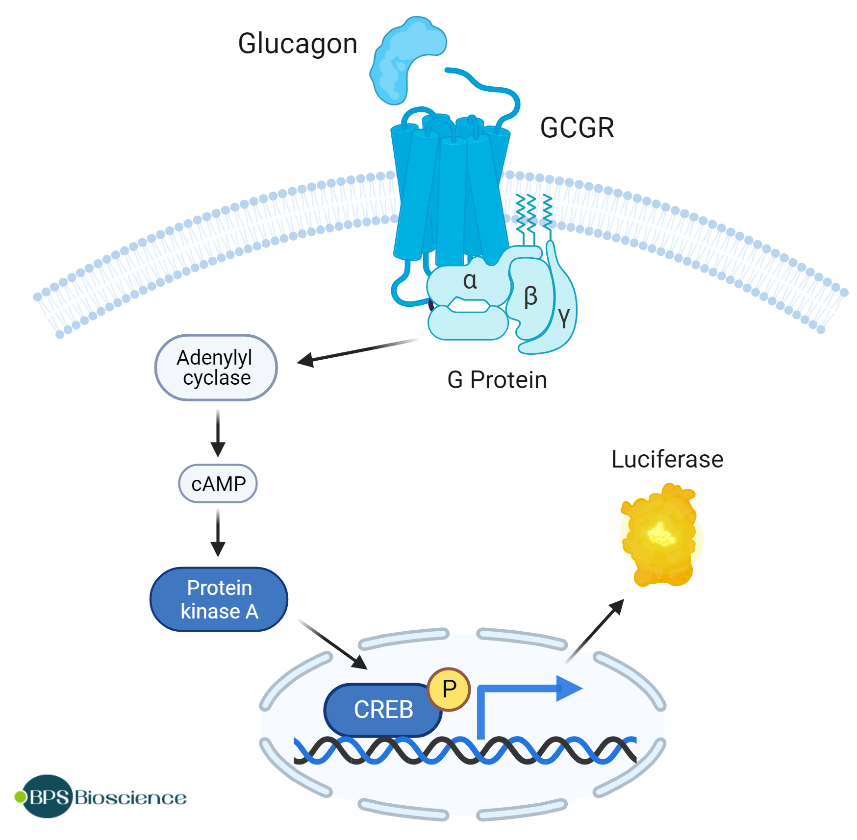 Gcgr Cell Line Glucagon Receptor (GCGR)/CRE Luciferase Reporter HEK293 Cell Line GCGR ...