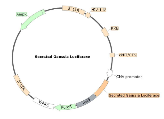 Figure 1. Schematic of the lenti-vector used to generate the Secreted Gaussia Luciferase Lentivirus (CMV)