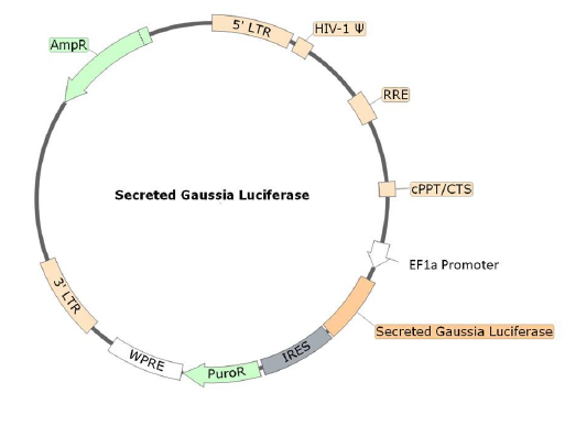 Figure 1. Schematic of the lenti-vector used to generate the Secreted Gaussia Luciferase Lentivirus (Ef1a)
