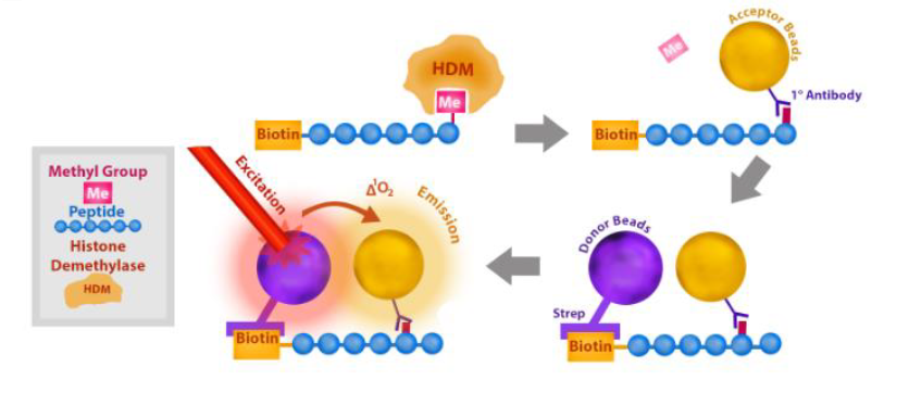 Scheme 1: Our histone demethylase assays utilize highly specific antibodies that recognize demethylated histone substrate. First, a sample containing the enzyme is incubated with a biotinylated substrate. Next, acceptor beads and primary antibody are added, then donor beads, followed by reading the Alpha-counts, as shown below.