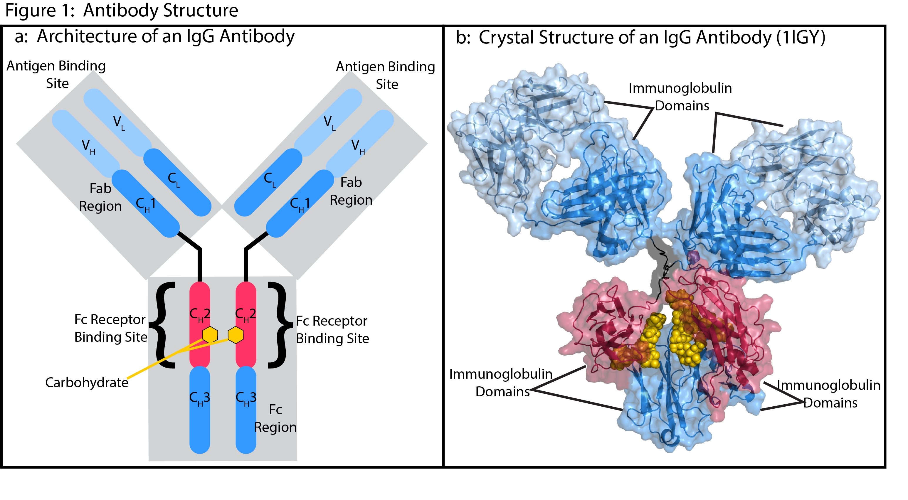 IgG Antibody Structure