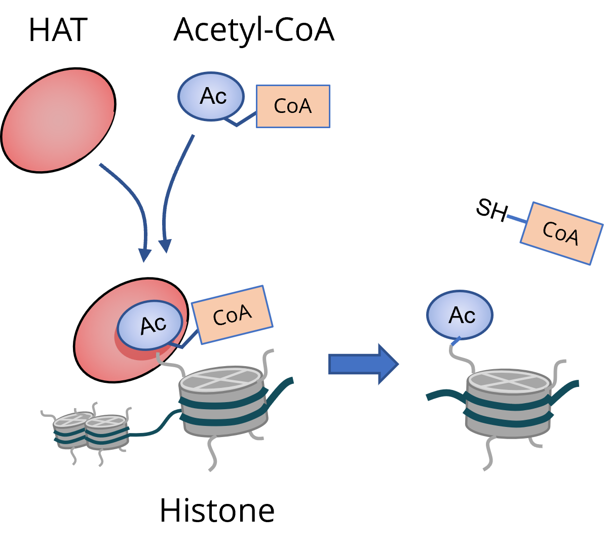 Acetyltransferase Screening and Profiling Services
