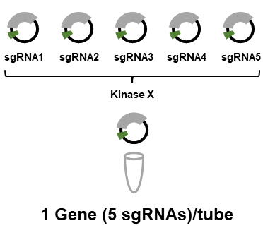 CRISPR Cas9 Kinase Knockout Lentivirus