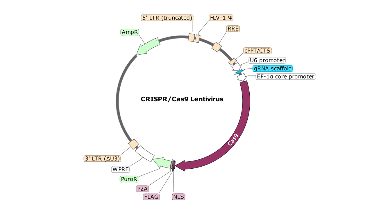 Kinase CRISPR/Cas9 Lentivirus