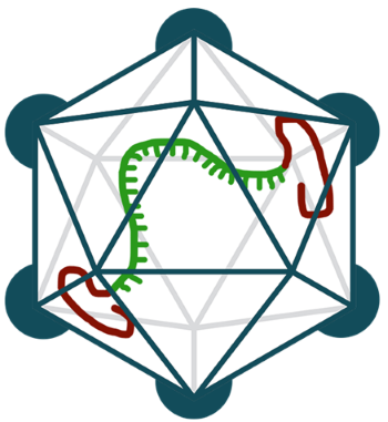 AAV icosahedron