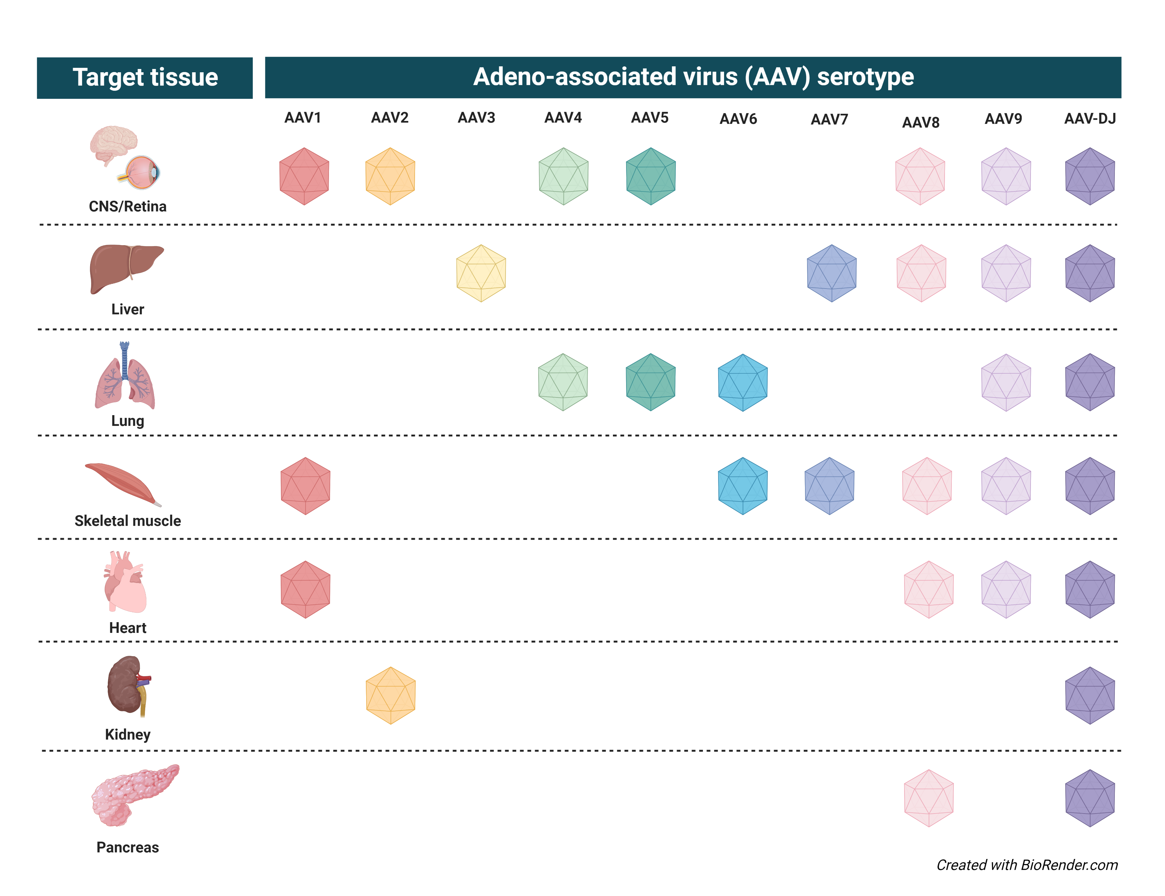 AAVs: Toolbox for Gene Therapy Research