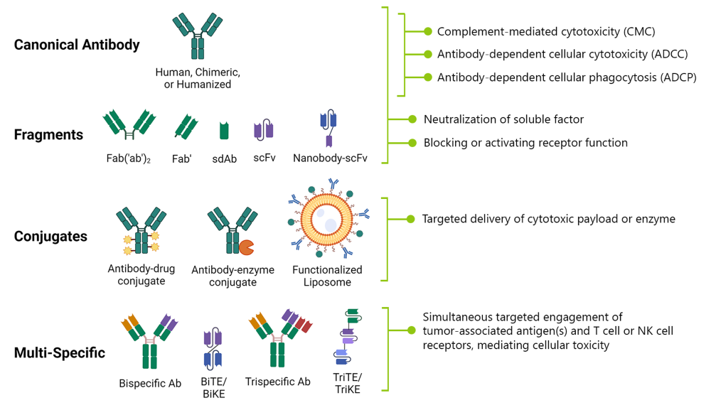 ADC and Antibody-Based Cancer Therapies Diagram