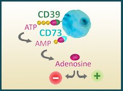 CD39 & CD73: Adenosine Signaling