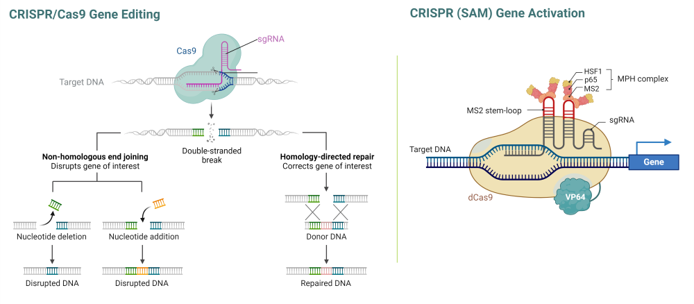 CRISPR-Cas9 Gene Editing CRISPR (SAM) Gene Activation