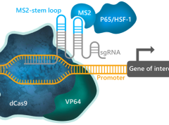 CRISPR-Based Synergistic Activation Mediator (SAM)