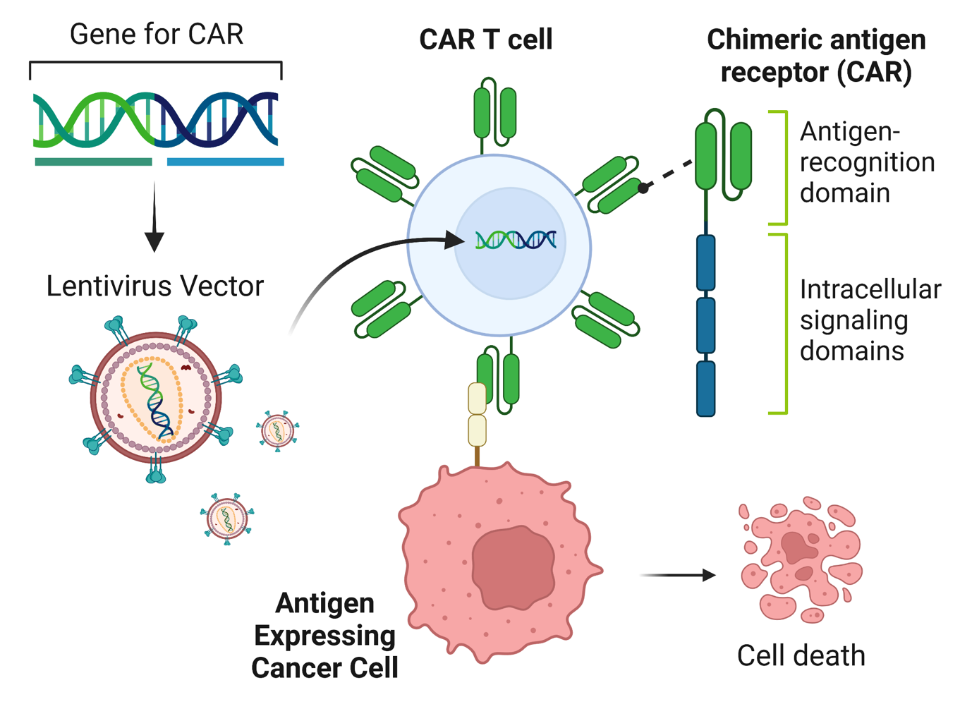 Custom CAR-T Cell Development
