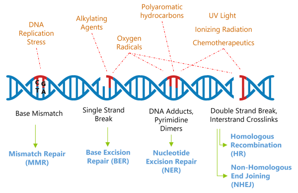 DNA Damage Repair Diagram