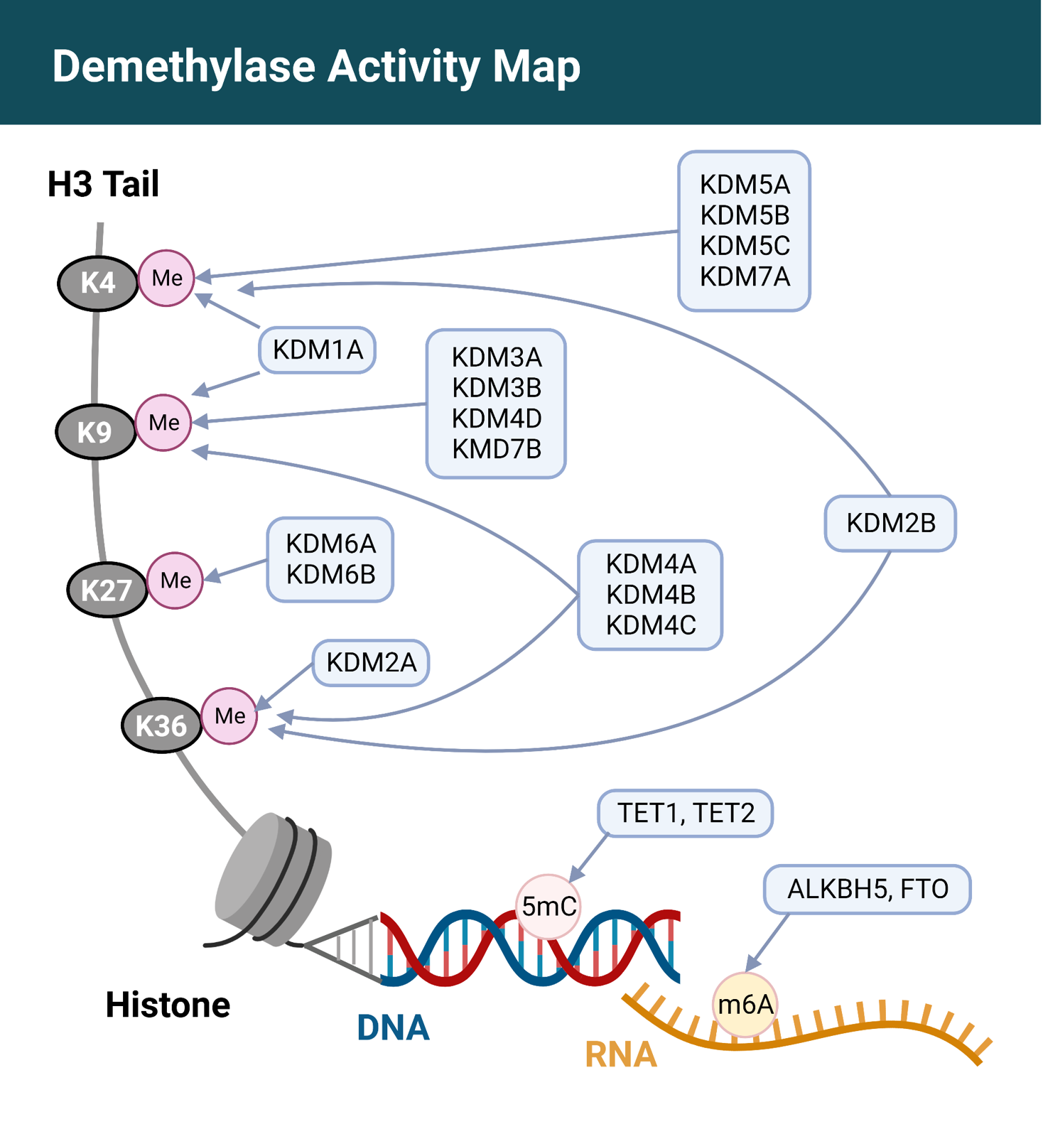 Demethylase Screening and Profiling Services