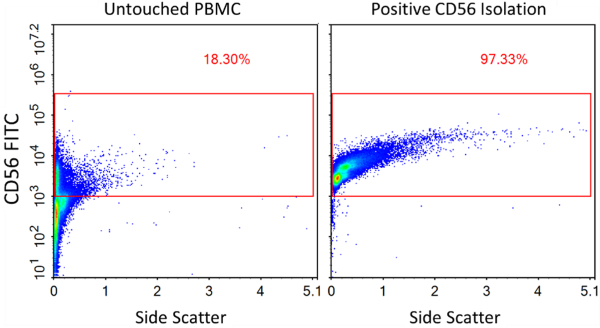 Enrichment of CD56+ cells from PBMCs using NCAM1/CD56 Positive Cell Isolation Kit