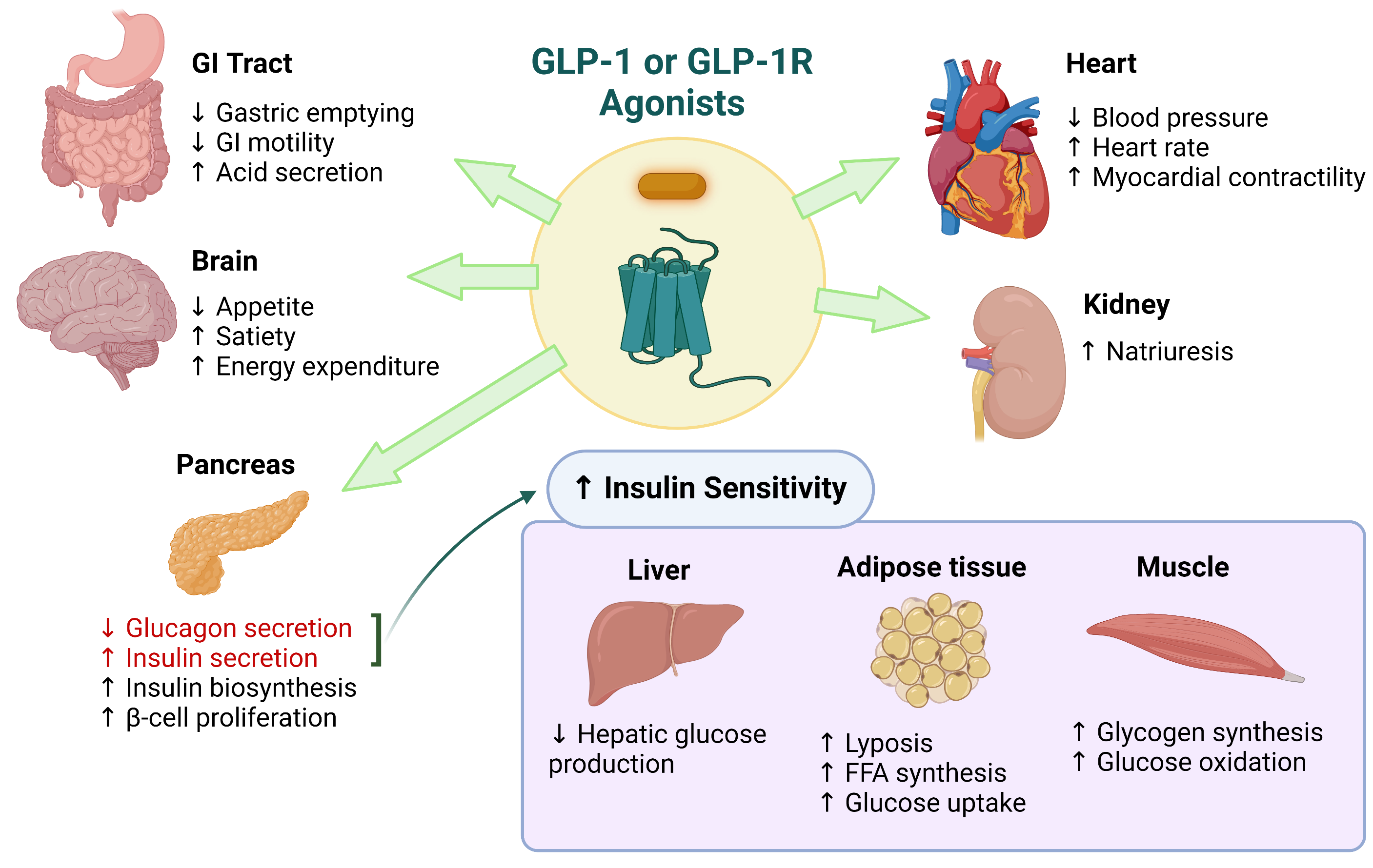 GLP-1 and GLP-1R Agonists