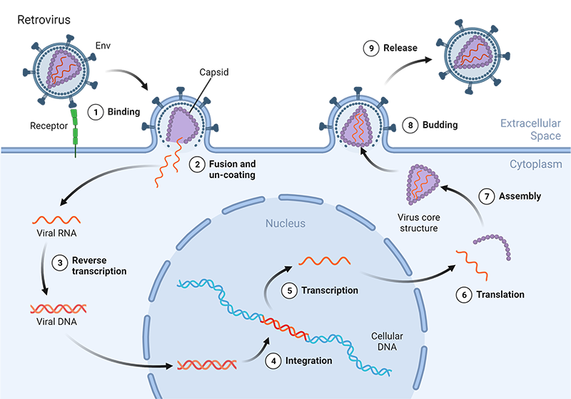 Illustration of the HIV lentivirus life cycle