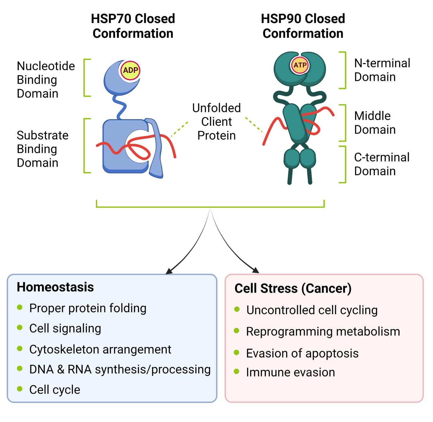 Heat Shock Protein Screening Services