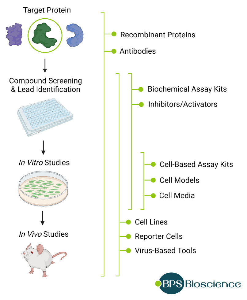 How BPS Bioscience Products Drive Pre-Clinical Drug Discovery