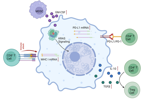 KRAS mutant contributions to the development of an immunosuppressive TME in KRAS-driven cancer