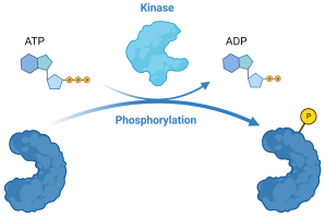 Kinase Screening and Profiling Services