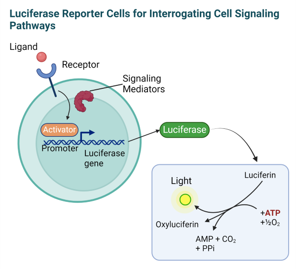Luciferase Reporter Cells for Interrogating Cell Signaling Pathways