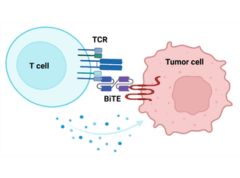 Multi-Specific Therapeutic Antibodies - Immune Cell Engagers