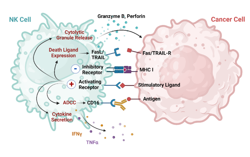 NK cell mechanisms of cancer cell destruction