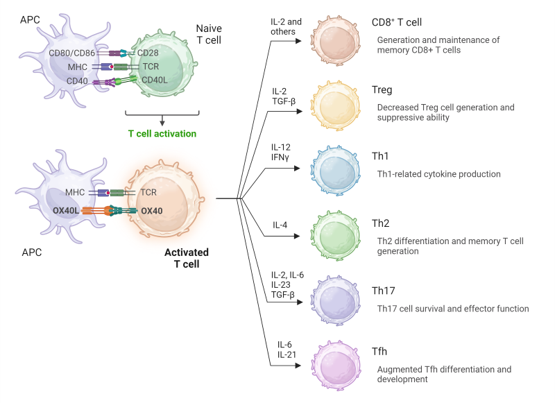 Summary of OX40 stimulation across T cell subsets.