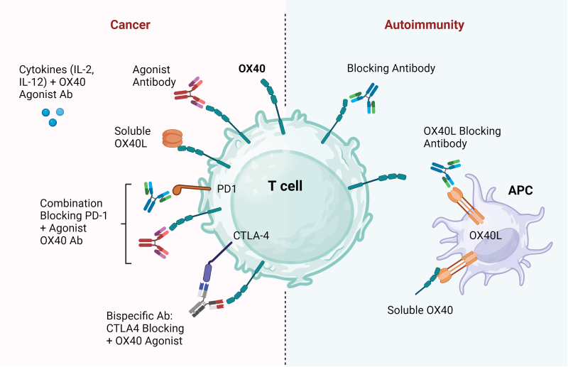 Therapeutic strategies to target OX40:OX40L in cancer and autoimmunity.