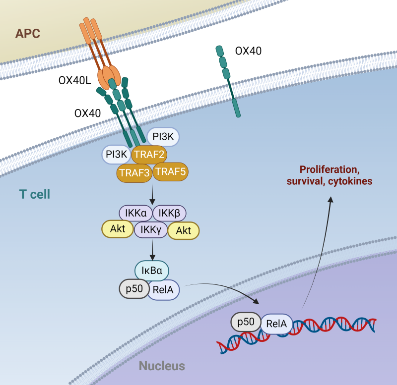 OX40:OX40L signaling pathway independent of TCR signaling.