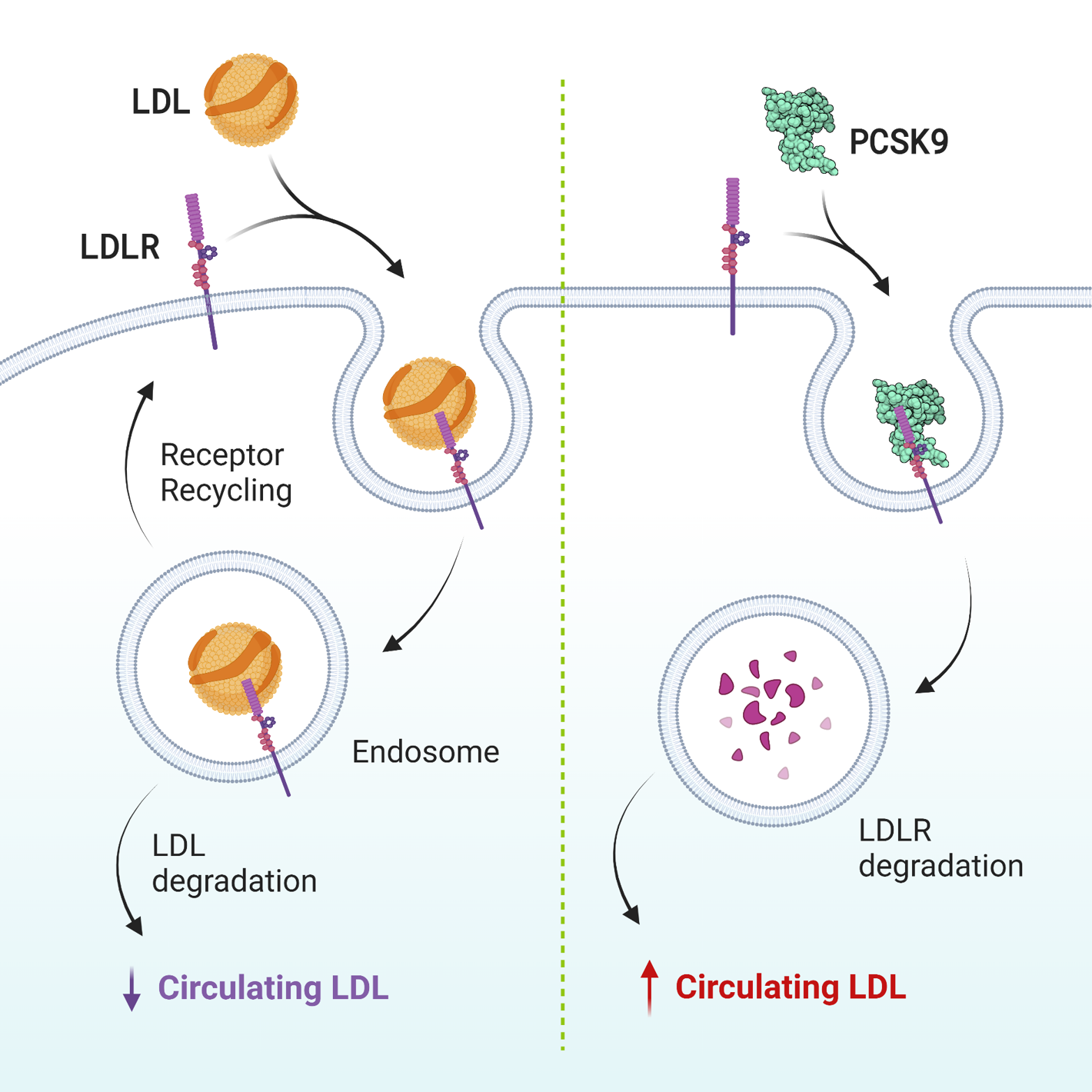 PCSK9 Screening and Profiling Services