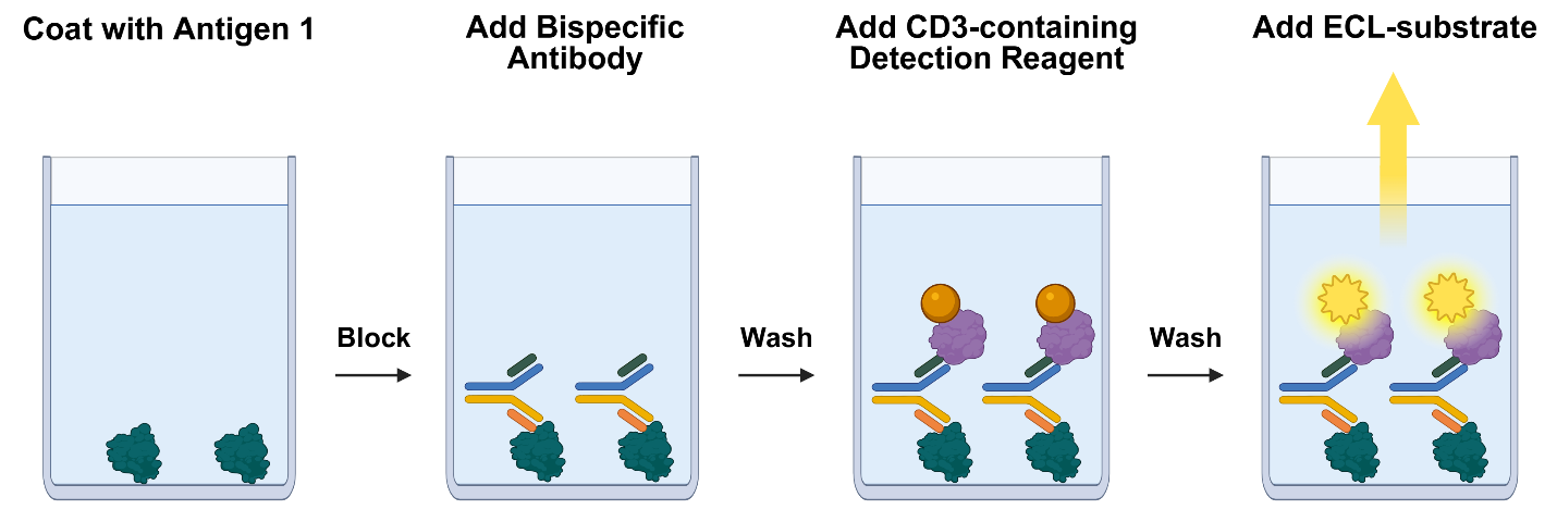 Bridging Assay Services for Bispecific Immune Engagers
