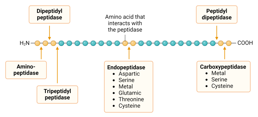 a diagram of different types of peptidases / proteases and sites of action. 