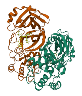 SARS-CoV-2 3CL Protease Dimer