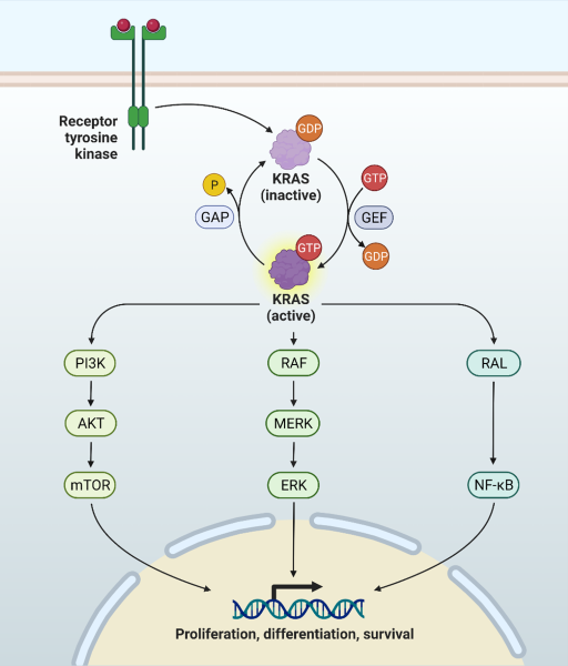 RAS Cycle and RAS-regulated signaling pathways