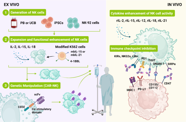 Sources of NK cells and methods to expand and increase their anti-cancer activity.