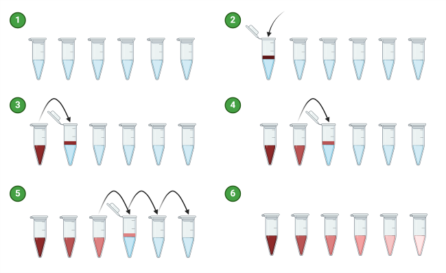 Step By Step Illustration Serial Dilution